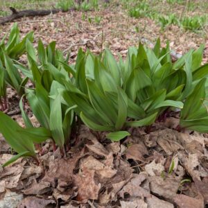 Ramps - Quart Size Bag (1/4 lb)