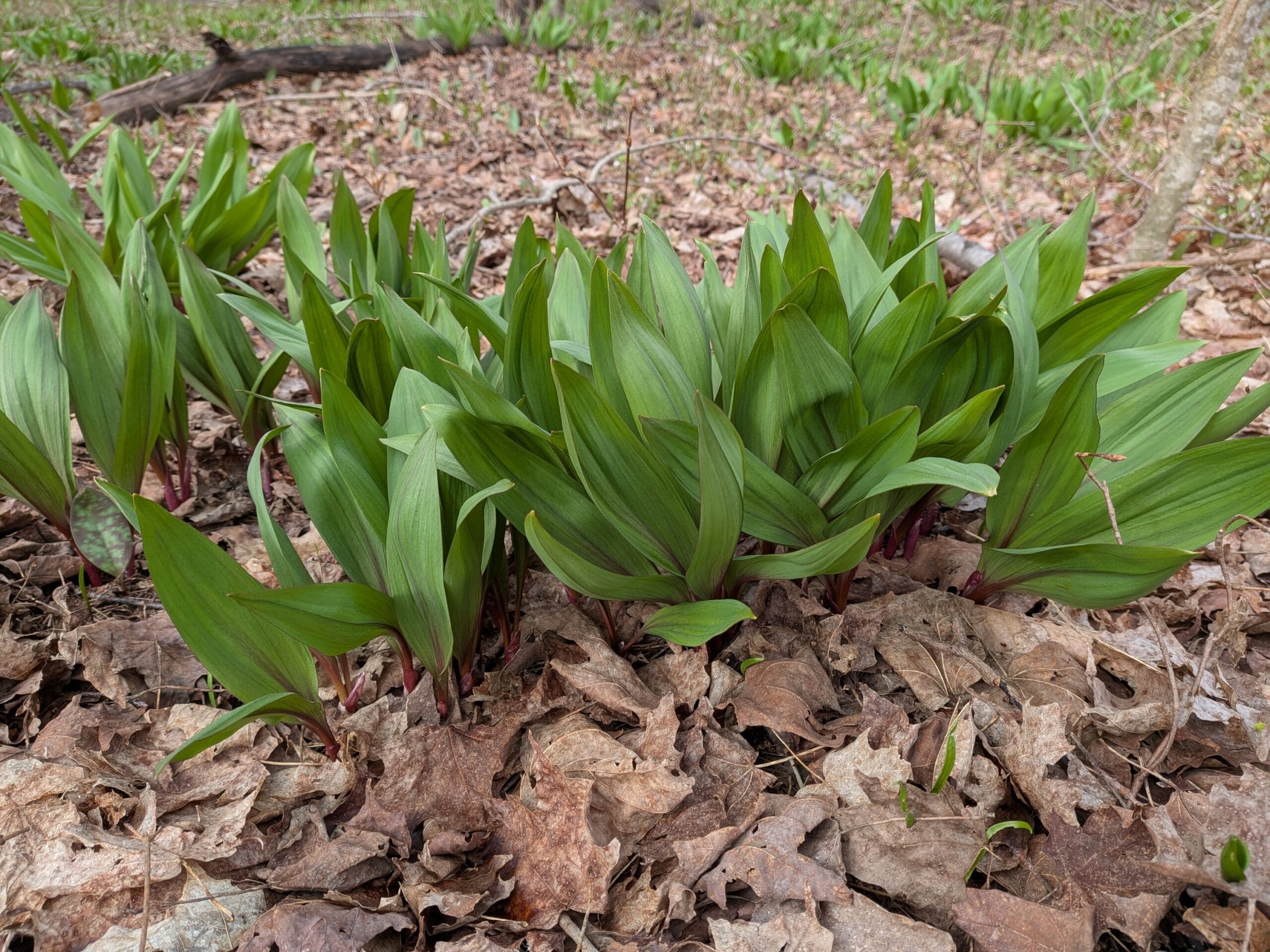 Ramps - Quart Size Bag (1/4 lb)