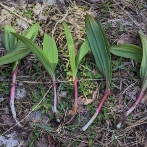 Ramps - Quart Size Bag (1/4 lb)