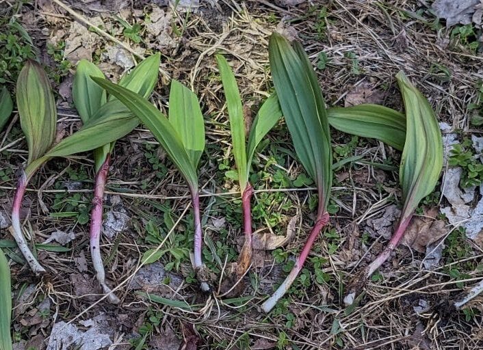 Ramps - Quart Size Bag (1/4 lb)