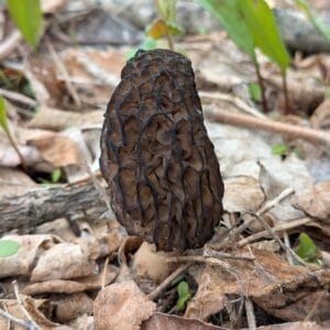 Fresh Black Morel Mushrooms