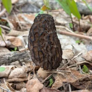 Fresh Black Morel Mushrooms