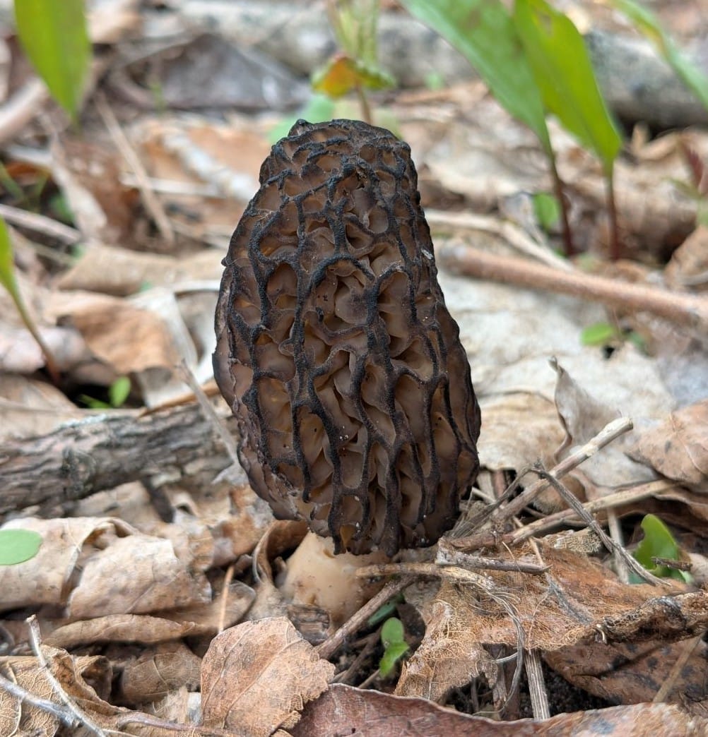 Fresh Black Morel Mushrooms