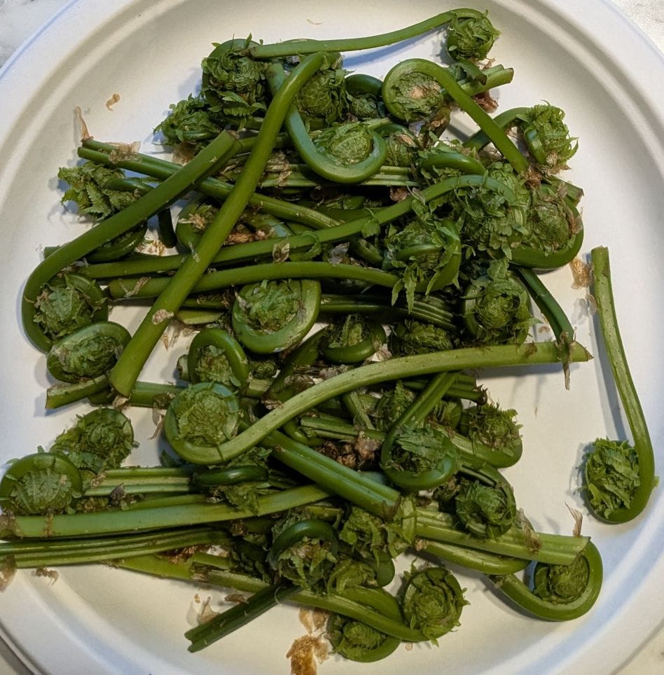 Fiddleheads - Quart Size Bag (1/4 lb)