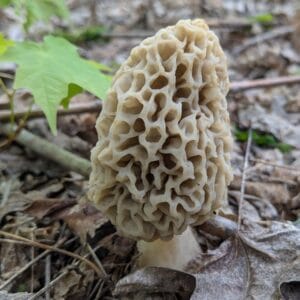 Fresh Yellow Morel Mushrooms
