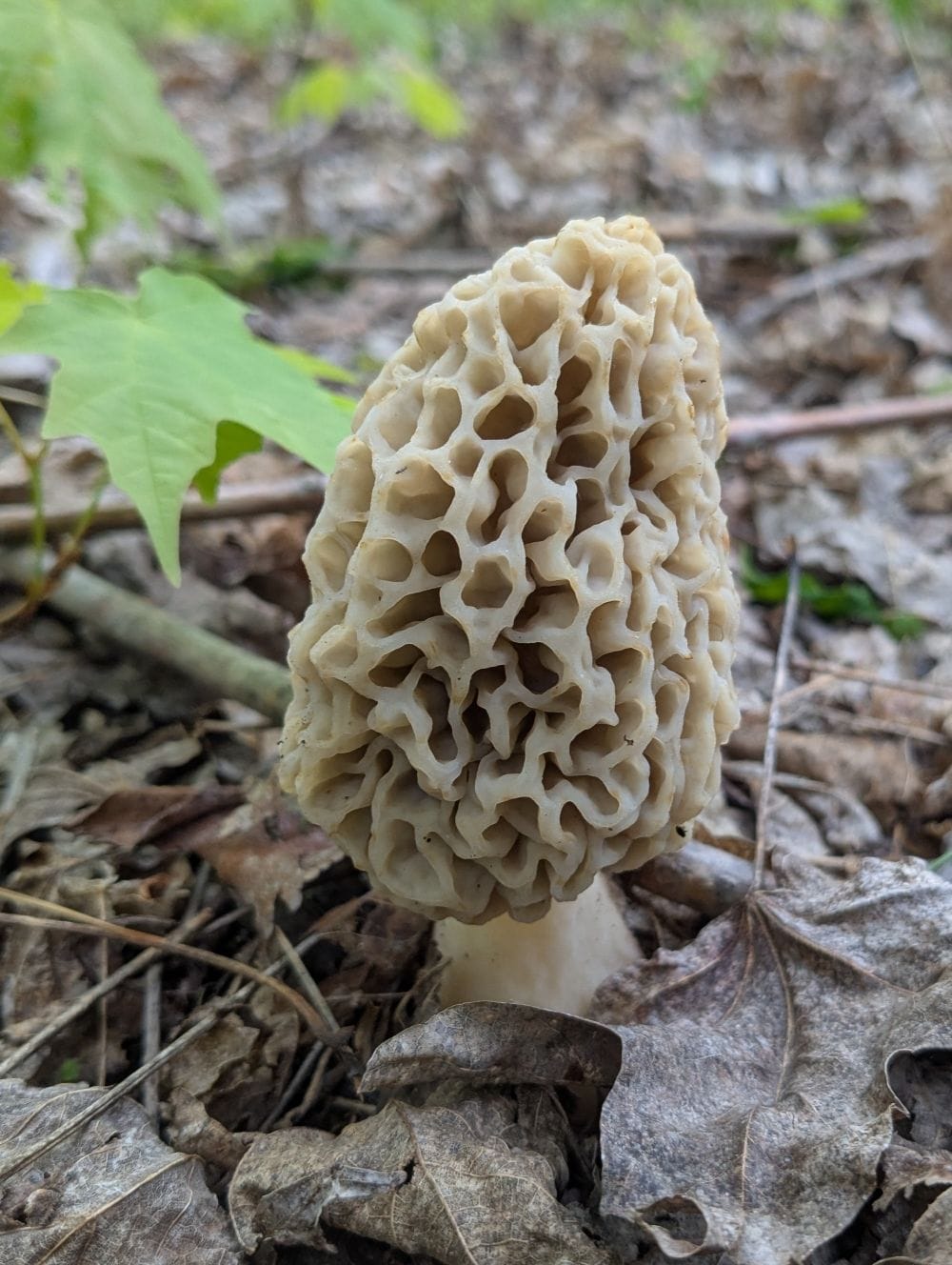 Fresh Yellow Morel Mushrooms